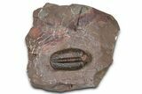 Prone Austerops Trilobite Fossil - Jorf, Morocco #368603-3